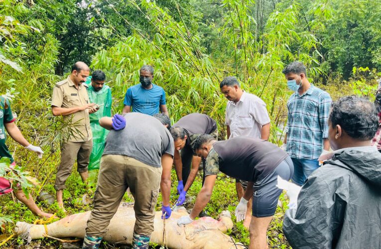 പുഴയില്‍ ആനക്കുട്ടിയുടെ ജഡം ഒഴുകിയെത്തി