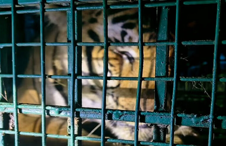 വയനാട് പുല്‍പ്പള്ളിയില്‍ ഭീതി പടര്‍ത്തിയ നരഭോജി കടുവ പിടിയില്‍.