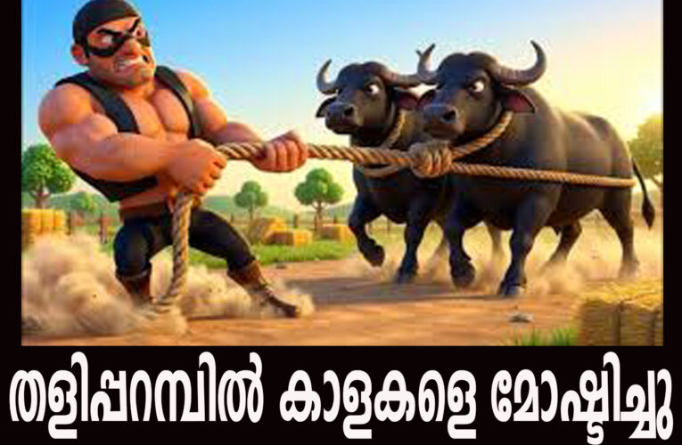 തളിപ്പറമ്പില്‍ കാളകളെ മോഷ്ടിച്ചതായി പരാതി.