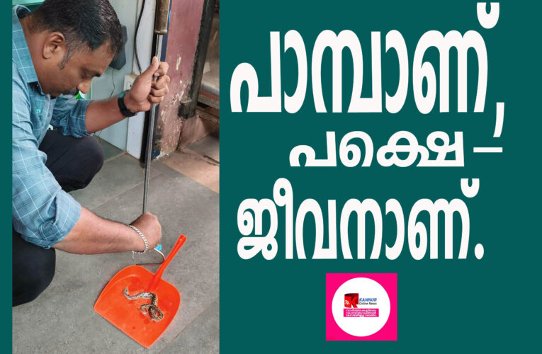 പശയില്‍ ഒട്ടിപ്പോയ അണലികുഞ്ഞിനെ രക്ഷപ്പെടുത്തി.