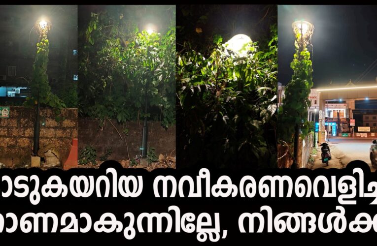 കാടുകയറിയ നവീകരണ വെളിച്ചം, ക്ഷേത്രവഴിയിലെ വിളക്കുകള്‍ കാടുകയറി-