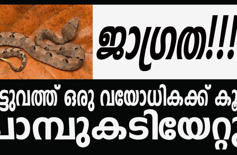 പട്ടുവത്ത് ഒരു വയോധികക്ക് കൂടി പാമ്പുകടിയേറ്റു.