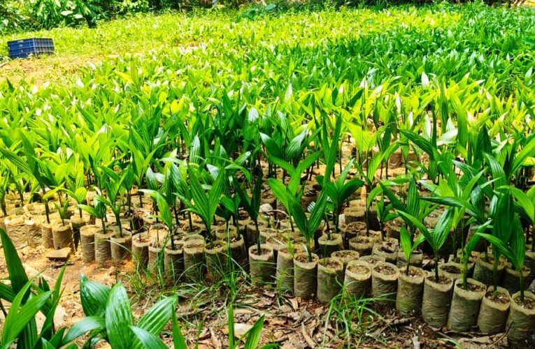 വടക്കേമലബാറില്‍ കവുങ്ങ്കൃഷി തിരിച്ചുവരുന്നു-കരിമ്പം ഫാമില്‍ 40,000 തൈകള്‍ വിതരണത്തിന് ഒരുങ്ങി.