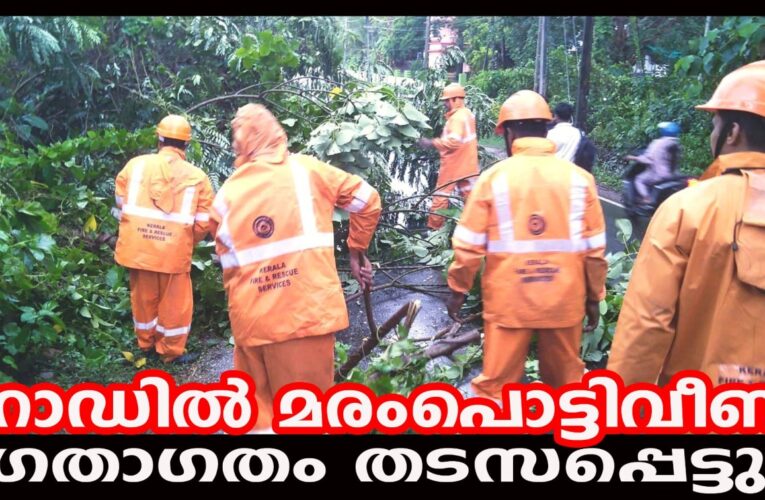 റോഡില്‍ മരംപൊട്ടിവീണ് ഗതാഗതം തടസപ്പെട്ടു.