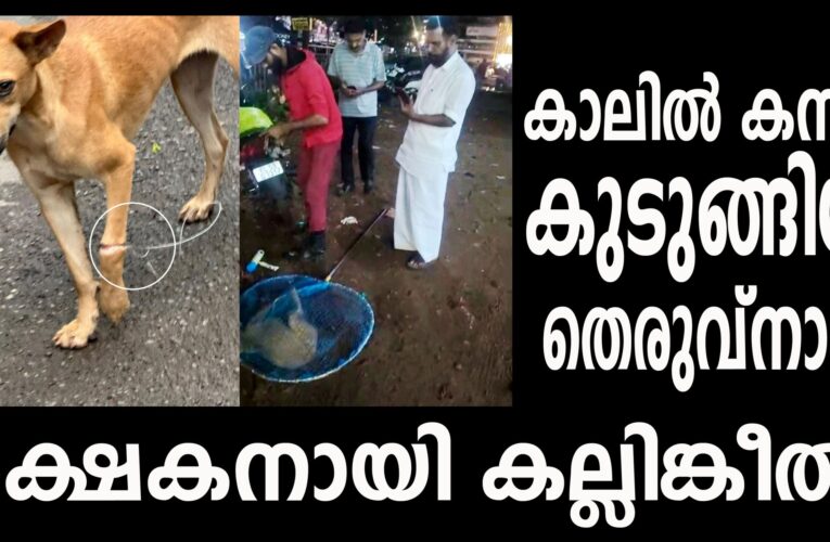 കാലില്‍ ഇരുമ്പ് കമ്പികുടുക്കിയ തെരുവ് നായക്ക് രക്ഷകനായി കല്ലിങ്കീല്‍ പത്മനാഭന്‍