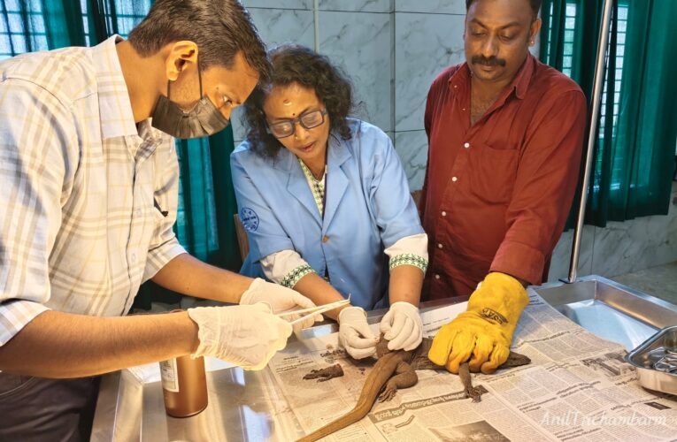 പരിക്കു പറ്റി അവശനിലയിലായ ഉടുമ്പിൻ്റെ കാൽ മുറിച്ചു നീക്കി.