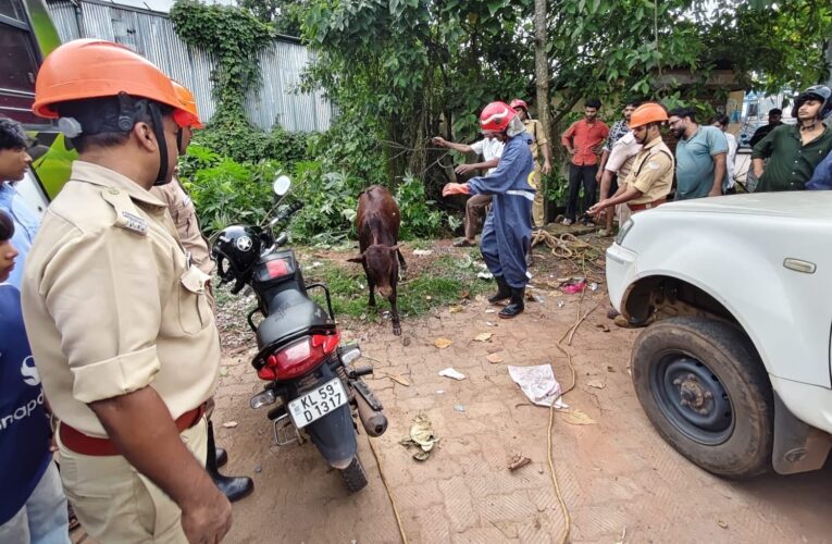 മാലിന്യം തള്ളുന്ന കുളത്തില്‍ അകപ്പെട്ട പശുവിനെ തളിപ്പറമ്പ് അഗ്നിരക്ഷാസേന സാഹസികമായി രക്ഷപ്പെടുത്തി