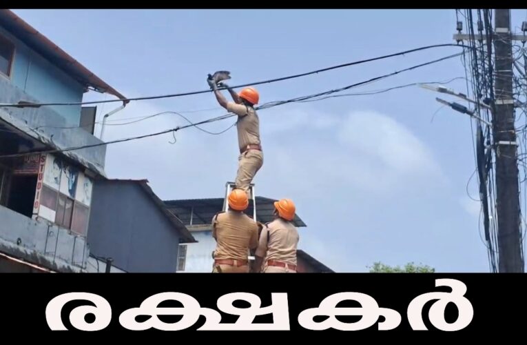 വൈദ്യുതി ലൈനില്‍ കുടുങ്ങിയ പ്രാവിനെ അഗ്‌നിരക്ഷാസേന രക്ഷിച്ചു.